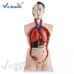 Medische anatomie Menselijk lichaam Model 85cm Mannelijk Torso Model 19 delen