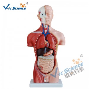 42 cm mannelijk torsomodel 13 delen medisch lesmodel
