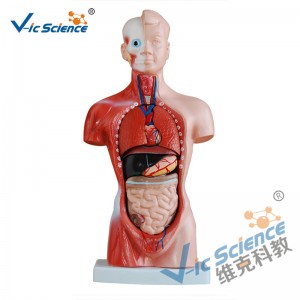 26 CM Torso Model 15 delen anatomisch lichaam Model