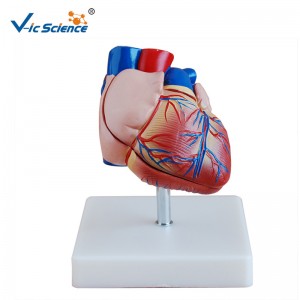 Plastic model Nieuw model Levensgroot hartmodel Anatomiemodel voor midical onderwijs